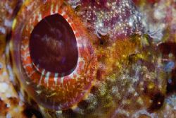Scorpion fish eye detail (supermacro tech). by Francisco Nakahara 
